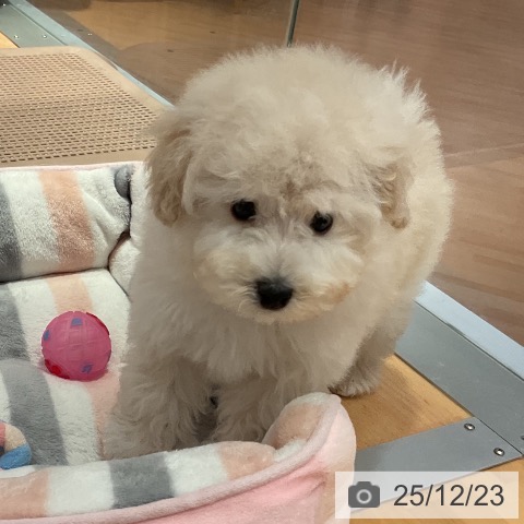 愛知県のトイプードル(トイ) (ペットプラス 名古屋茶屋店/2025年10月12日生まれ/男の子/ホワイト)の子犬の4枚目の画像