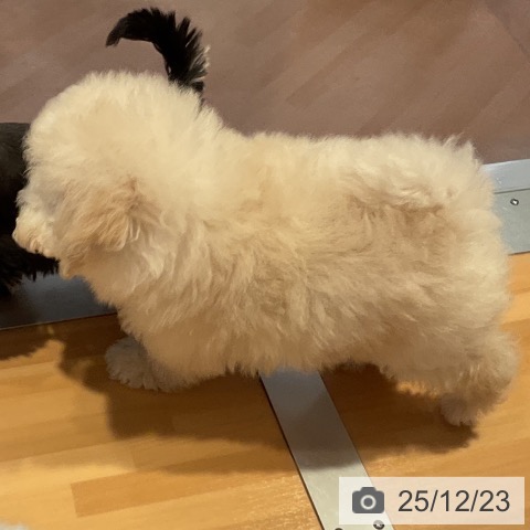 愛知県のトイプードル(トイ) (ペットプラス 名古屋茶屋店/2025年10月12日生まれ/男の子/ホワイト)の子犬の3枚目の画像