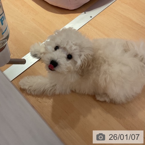 愛知県のトイプードル(トイ) (ペットプラス 名古屋茶屋店/2025年10月12日生まれ/男の子/ホワイト)の子犬の4枚目の画像