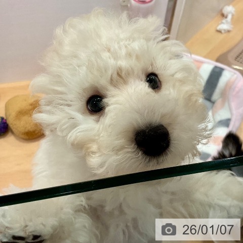 愛知県のトイプードル(トイ) (ペットプラス 名古屋茶屋店/2025年10月12日生まれ/男の子/ホワイト)の子犬の3枚目の画像