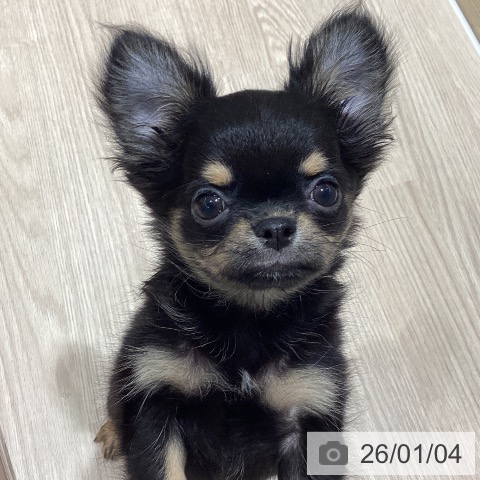 石川県のチワワ(ロング) (ペットプラス かほく店/2025年10月12日生まれ/男の子/ブラックタン)の子犬の4枚目の画像