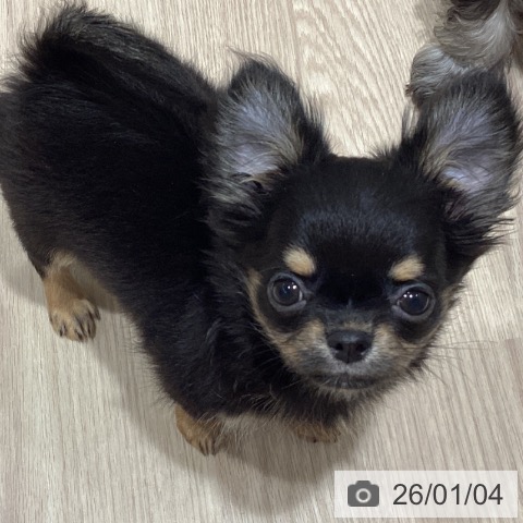 石川県のチワワ(ロング) (ペットプラス かほく店/2025年10月12日生まれ/男の子/ブラックタン)の子犬の3枚目の画像