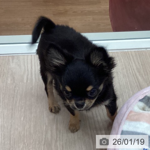 石川県のチワワ(ロング) (ペットプラス かほく店/2025年10月12日生まれ/男の子/ブラックタン)の子犬の4枚目の画像