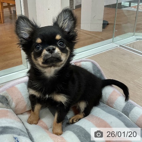 石川県のチワワ(ロング) (ペットプラス かほく店/2025年10月12日生まれ/男の子/ブラックタン)の子犬の3枚目の画像