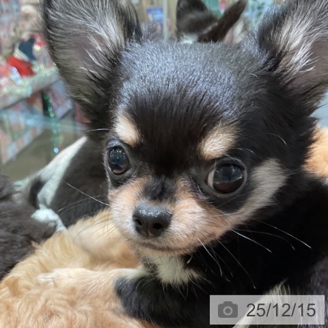 愛知県のチワワ(ロング) (ペットプラス 岡崎店/2025年10月12日生まれ/女の子/ブラックタン)の子犬の4枚目の画像