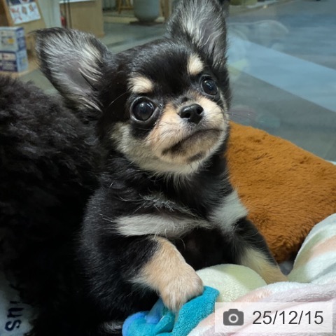 愛知県のチワワ(ロング) (ペットプラス 岡崎店/2025年10月12日生まれ/女の子/ブラックタン)の子犬の3枚目の画像