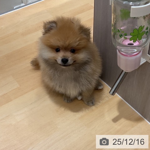 石川県のポメラニアン (ペットプラス 新小松店/2025年10月10日生まれ/男の子/オレンジ)の子犬の4枚目の画像