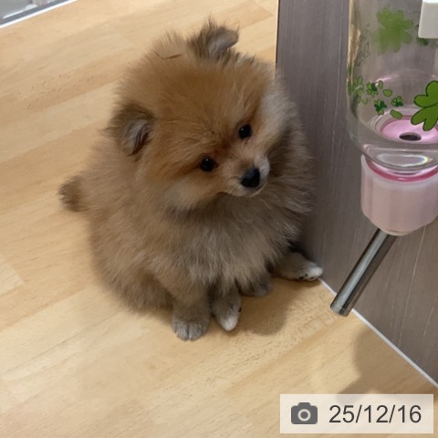 石川県のポメラニアン (ペットプラス 新小松店/2025年10月10日生まれ/男の子/オレンジ)の子犬の3枚目の画像