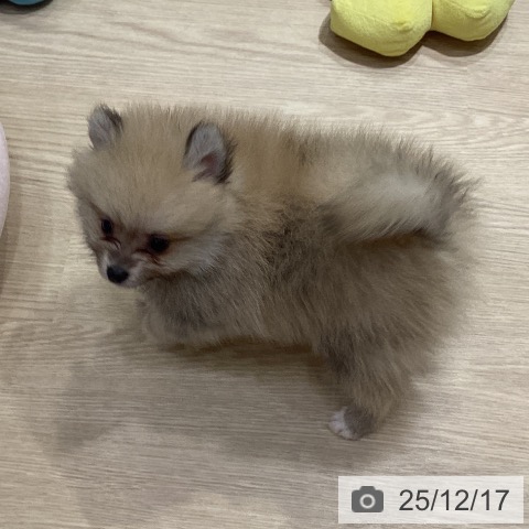 愛知県のポメラニアン (ペットプラス イオンモール長久手店/2025年10月10日生まれ/男の子/クリーム)の子犬の4枚目の画像