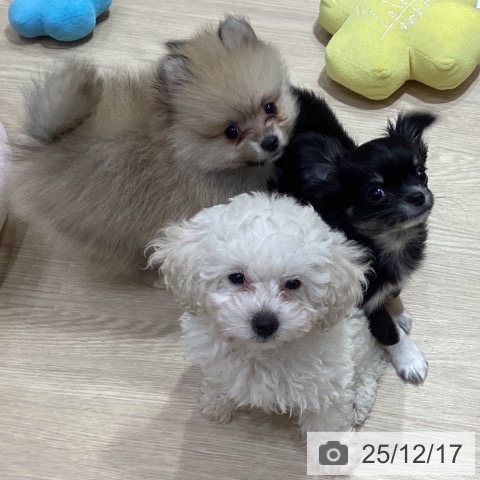 愛知県のポメラニアン (ペットプラス イオンモール長久手店/2025年10月10日生まれ/男の子/クリーム)の子犬の3枚目の画像