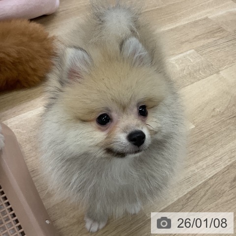 愛知県のポメラニアン (ペットプラス mozoワンダーシティ店/2025年10月10日生まれ/男の子/クリーム)の子犬の4枚目の画像