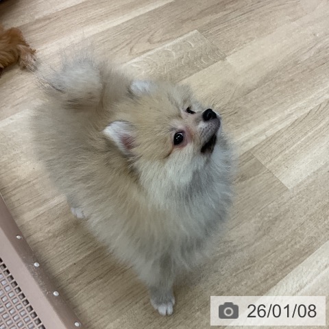愛知県のポメラニアン (ペットプラス mozoワンダーシティ店/2025年10月10日生まれ/男の子/クリーム)の子犬の3枚目の画像