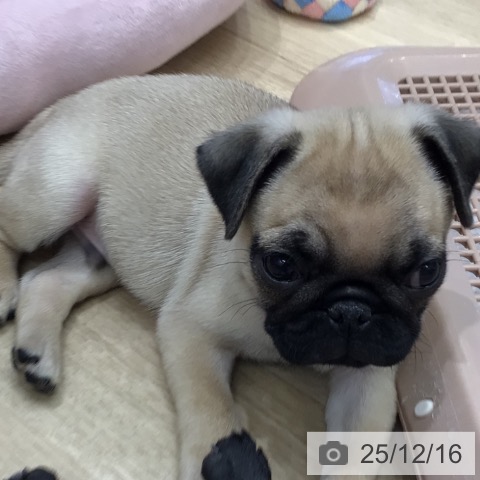パグの写真