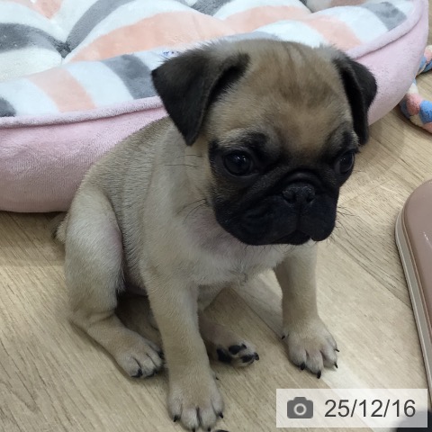 パグの写真
