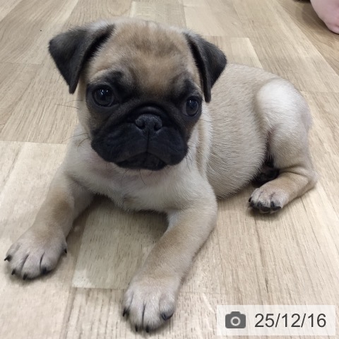 パグの写真