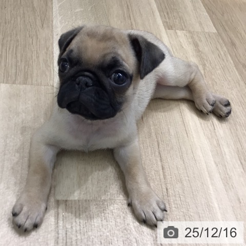 パグの写真