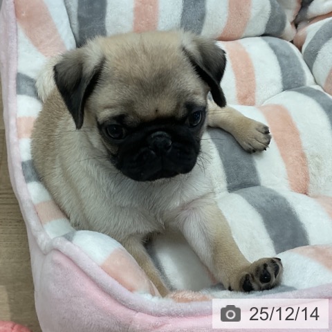 愛知県のパグ (ペットプラス 熱田店/2025年10月11日生まれ/男の子/フォーン)の子犬の3枚目の画像