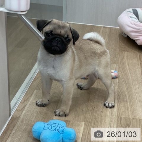 愛知県のパグ (ペットプラス 熱田店/2025年10月11日生まれ/男の子/フォーン)の子犬の4枚目の画像