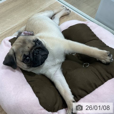 愛知県のパグ (ペットプラス 熱田店/2025年10月11日生まれ/男の子/フォーン)の子犬の4枚目の画像