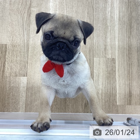 愛知県のパグ (ペットプラス 千音寺店/2025年10月11日生まれ/男の子/フォーン)の子犬の4枚目の画像