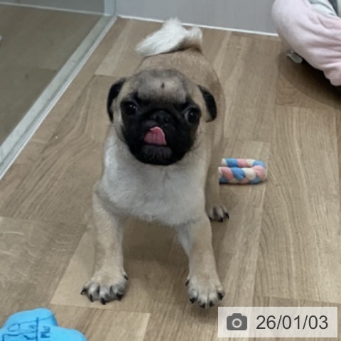 愛知県のパグ (ペットプラス 熱田店/2025年10月11日生まれ/男の子/フォーン)の子犬の3枚目の画像