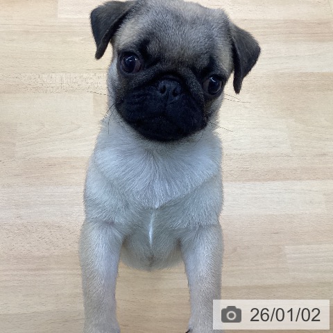 愛知県のパグ (ペットプラス 三好店/2025年10月11日生まれ/女の子/フォーン)の子犬の4枚目の画像