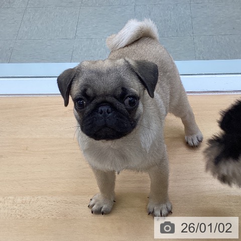 愛知県のパグ (ペットプラス 三好店/2025年10月11日生まれ/女の子/フォーン)の子犬の3枚目の画像