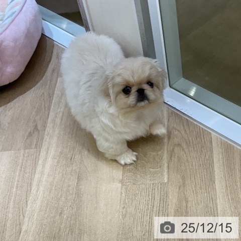 愛知県のペキニーズ (ペットプラス mozoワンダーシティ店/2025年10月5日生まれ/女の子/クリーム)の子犬の4枚目の画像