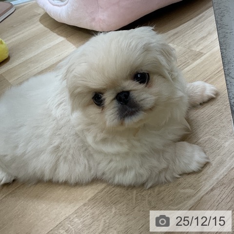 愛知県のペキニーズ (ペットプラス mozoワンダーシティ店/2025年10月5日生まれ/女の子/クリーム)の子犬の3枚目の画像