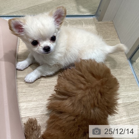 愛知県のチワワ(ロング) (ペットプラス 則武新町店/2025年10月11日生まれ/女の子/クリーム)の子犬の3枚目の画像