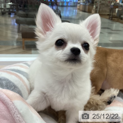 愛知県のチワワ(ロング) (ペットプラス 豊田店/2025年10月12日生まれ/男の子/ホワイトクリーム)の子犬の3枚目の画像