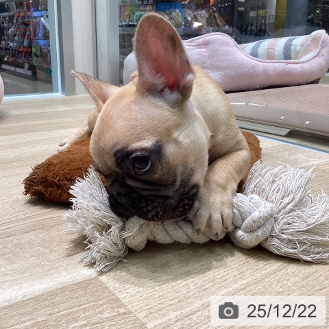 愛知県のフレンチブルドッグ (ペットプラス 則武新町店/2025年10月10日生まれ/男の子/フォーン)の子犬の4枚目の画像