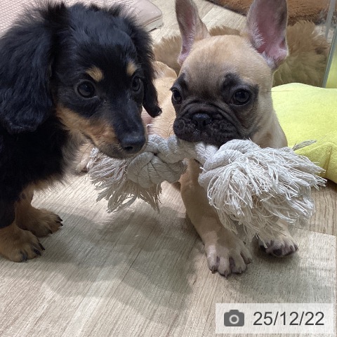 愛知県のフレンチブルドッグ (ペットプラス 則武新町店/2025年10月10日生まれ/男の子/フォーン)の子犬の3枚目の画像