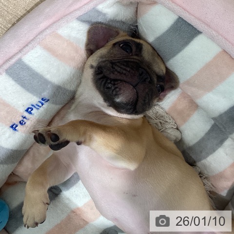 愛知県のフレンチブルドッグ (ペットプラス みなと店/2025年10月10日生まれ/男の子/フォーン)の子犬の3枚目の画像