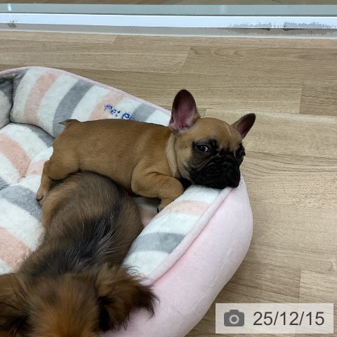 愛知県のフレンチブルドッグ (ペットプラス mozoワンダーシティ店/2025年10月10日生まれ/女の子/フォーン)の子犬の4枚目の画像