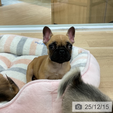 愛知県のフレンチブルドッグ (ペットプラス mozoワンダーシティ店/2025年10月10日生まれ/女の子/フォーン)の子犬の3枚目の画像