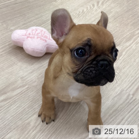 フレンチ・ブルドッグの写真
