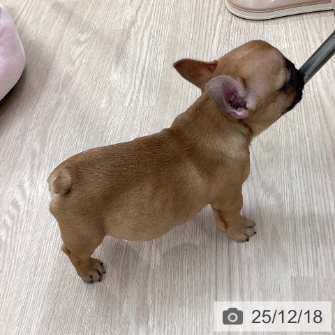 愛知県のフレンチブルドッグ (ペットプラス 豊田店/2025年10月10日生まれ/女の子/フォーン)の子犬の4枚目の画像
