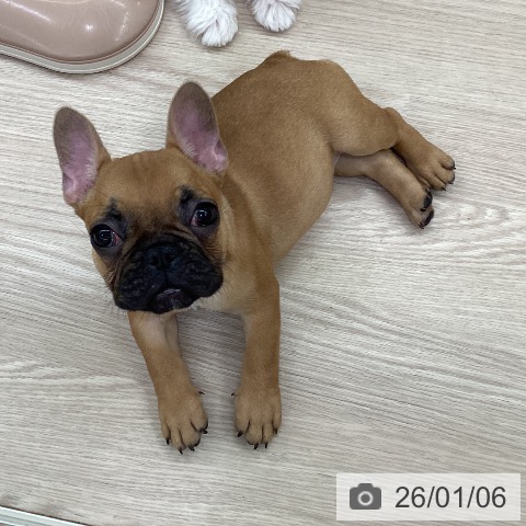 愛知県のフレンチブルドッグ (ペットプラス 豊田店/2025年10月10日生まれ/女の子/フォーン)の子犬の4枚目の画像