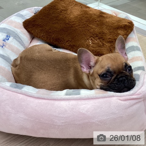 愛知県のフレンチブルドッグ (ペットプラス 豊田店/2025年10月10日生まれ/女の子/フォーン)の子犬の4枚目の画像