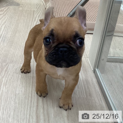 フレンチ・ブルドッグの写真