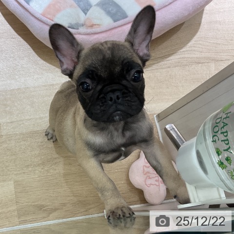 愛知県のフレンチブルドッグ (ペットプラス イオンモール豊川店/2025年10月10日生まれ/女の子/フォーン)の子犬の4枚目の画像