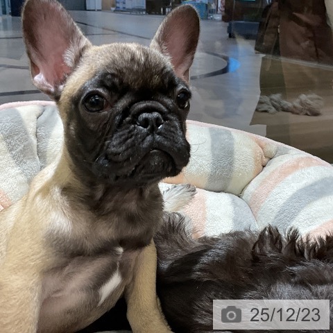愛知県のフレンチブルドッグ (ペットプラス イオンモール豊川店/2025年10月10日生まれ/女の子/フォーン)の子犬の3枚目の画像
