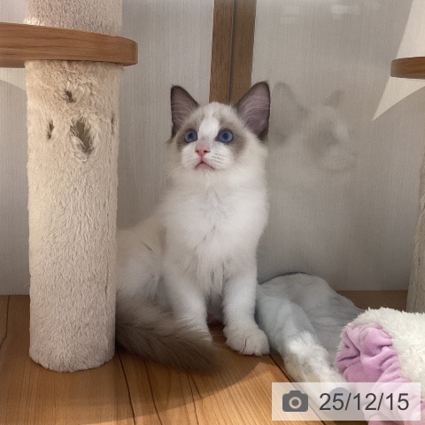 岐阜県のラグドール (ペットプラス 各務原店/2025年10月3日生まれ/女の子/シールポイントバイカラー)の子猫の4枚目の画像