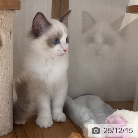 岐阜県のラグドール (ペットプラス 各務原店/2025年10月3日生まれ/女の子/シールポイントバイカラー)の子猫の3枚目の画像