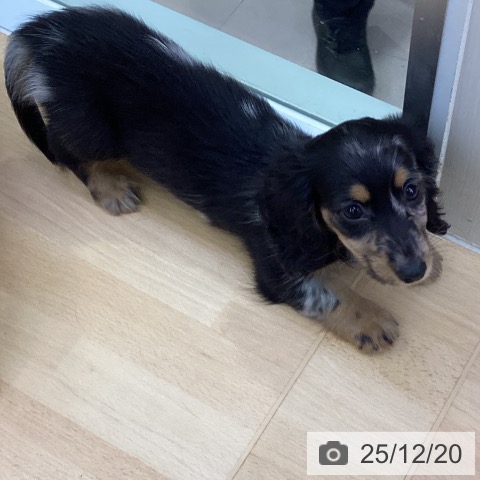 愛知県のカニンヘンダックスフンド(ロング) (ペットプラス 三好店/2025年10月11日生まれ/女の子/シルバーダップル)の子犬の4枚目の画像