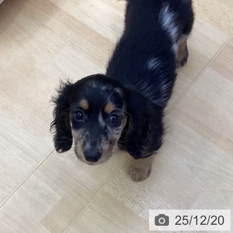 愛知県のカニンヘンダックスフンド(ロング) (ペットプラス 三好店/2025年10月11日生まれ/女の子/シルバーダップル)の子犬の3枚目の画像