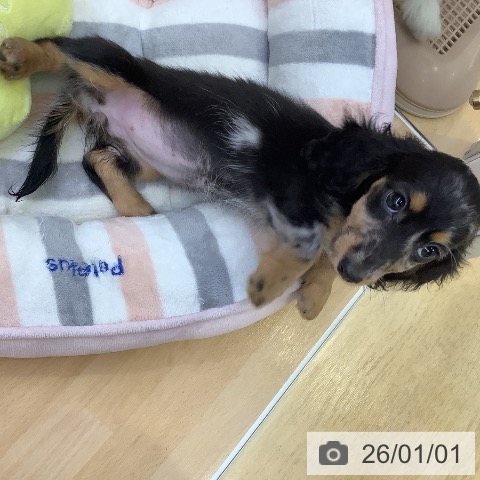 愛知県のカニンヘンダックスフンド(ロング) (ペットプラス 三好店/2025年10月11日生まれ/女の子/シルバーダップル)の子犬の3枚目の画像