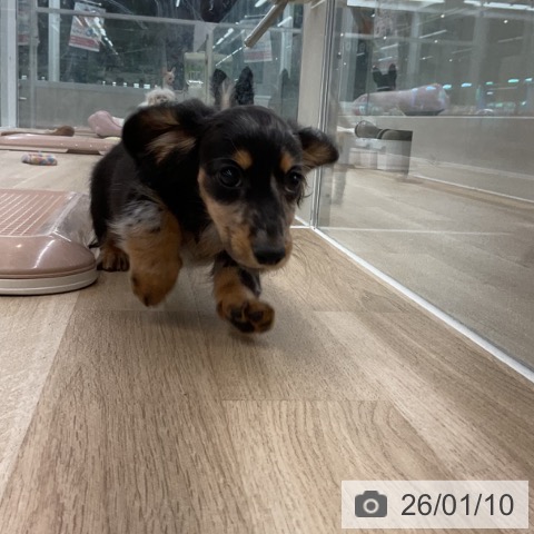 愛知県のカニンヘンダックスフンド(ロング) (ペットプラス 豊橋牧野店/2025年10月11日生まれ/女の子/シルバーダップル)の子犬の3枚目の画像