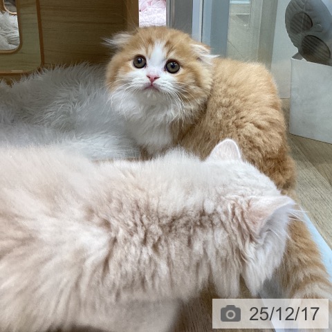 愛知県のスコティッシュフォールド (ペットプラス ナゴヤドーム前店/2025年10月12日生まれ/男の子/レッドタビーホワイト)の子猫の4枚目の画像